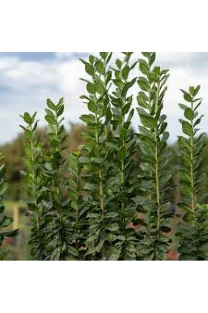 Ligustrum vulgare Straight Talk